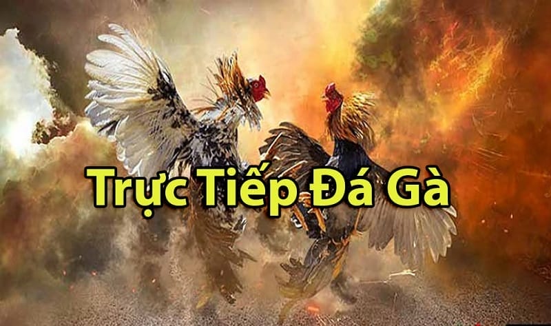 https://www.boox.pw/tim-hieu-ve-da-ga-thomo-campuchia/